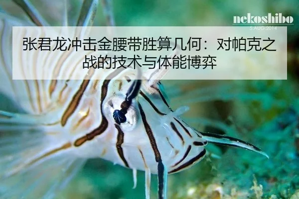 张君龙冲击金腰带胜算几何：对帕克之战的技术与体能博弈